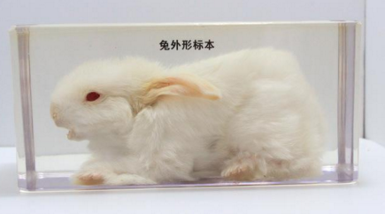 兔外形標(biāo)本
